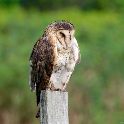 Noche de brujas: Aves en la mitología oscura de Latinoamérica, una ...
