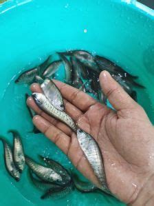 Tilapia Fish Seed Manufacturer, Supplier from Sitamarhi
