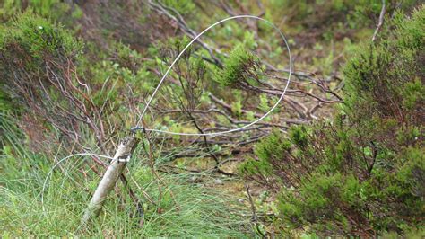 Animal Traps And Snares