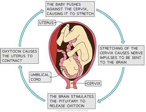 Positive Feedback Loop Example 的图像结果