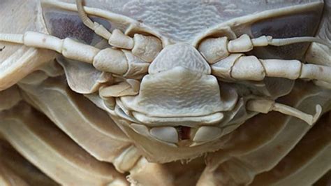 Alien Animals 的图像结果