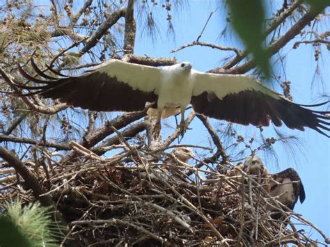 Official Flower Of Kasaragod: കാസർകോട് ജില്ലയ്ക്ക് ഔദ്യോഗിക പുഷ്പവും ...