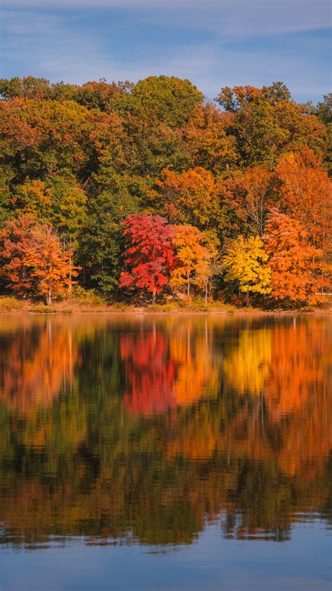 Download wallpaper 1080x1920 forest, trees, reflection, autumn, river ...