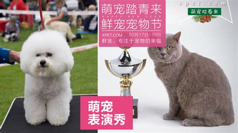 2018上海宠物生活节|平面|宣传品|鲦鲦 - 原创作品 - 站酷 (ZCOOL)