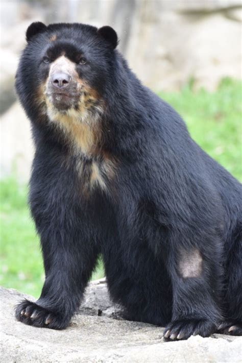 ¿Cuántos años viven los osos? | Optica Naranjo