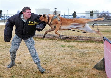 Flying through the air. Fearless Belgian Malinois military working dog ...