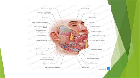 Anatomy of salivary glands in humaneing.pptx