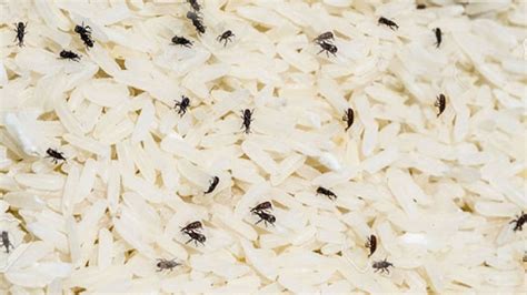 How to Protect Rice from Weevils: এই '৪' পদ্ধতিতে বাড়িতে চাল রেখে ...