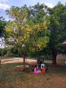 The Case of the Confusing Kanikonna Trees