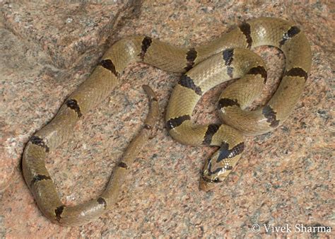 Indian Snakes - Indian Snakebite Initiative