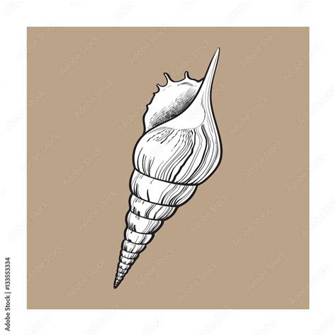 Image result for Biro Drawing Shell