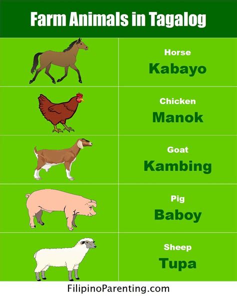 Animals And Their Tagalog Names - ANIMAL QBK