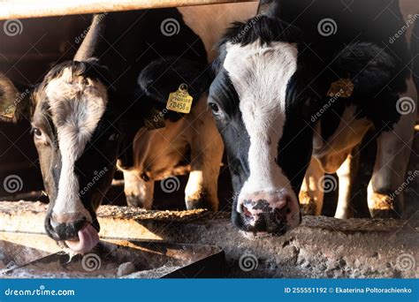 Cows on a Black and White Coloring Farm Lick Salt Dairy Cows Close Up ...
