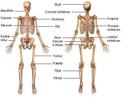 Overview of the Skeletal System and Its Functions Flashcards | Quizlet