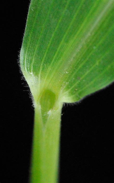 Urochloa deflexa (Schumach.) H.Scholz | Plants of the World Online ...