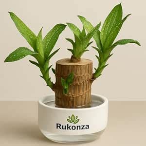 Rukonza Brazilian Lucky Wood Plant, Live Brazil Bamboo Plant for Home ...