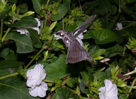Ohio Birds and Biodiversity: Carolina Sphinx