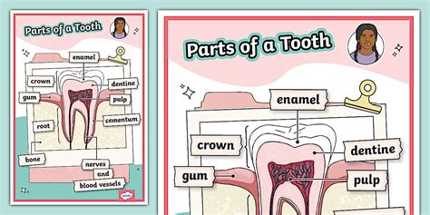 Parts of a Tooth Display Poster - Science - KS2 - Twinkl