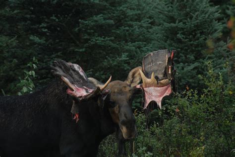 Why Do Moose Shed Their Antlers? | National Geographic