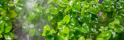 Emersed vs. Submerged-Grown Aquatic Plants for Aquascaping – Best4Pets