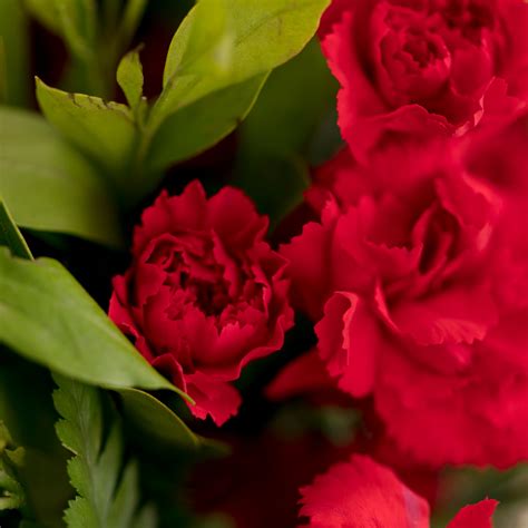 Somebody to Love – The Flora