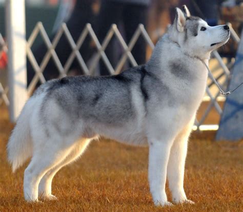 Siberian Husky Mixed With Pomeranian