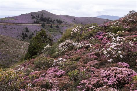 Photos : Fleurs d'azalée dans une réserve naturelle chinoise — Chine ...