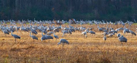 Annual festival celebrating cranes winter migration set for Wheeler Wildlife Refuge - 256 Today
