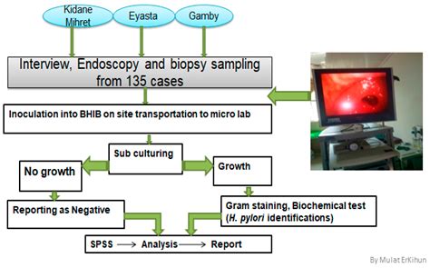 Helicobacter pylori Isolate from Endoscopy-Examined Patients in Bahir ...