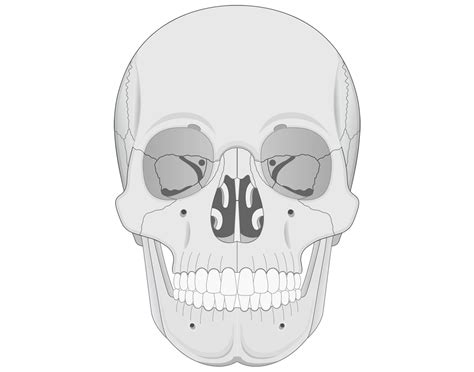 Anterior Skull Labeling Quiz