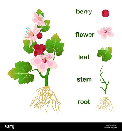 Plant Parts Flower Diagram A Guide To Understand Parts Of A Plant With