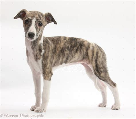 Whippet Mixed Breeds
