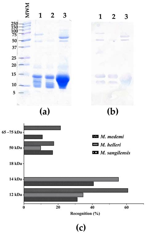 Immunological Cross-Reactivity and Preclinical Assessment of a ...