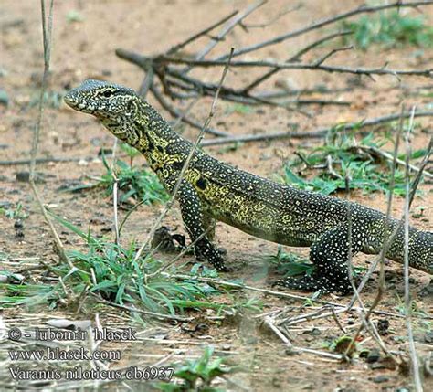 Nil Monitörü (Varanus niloticus)