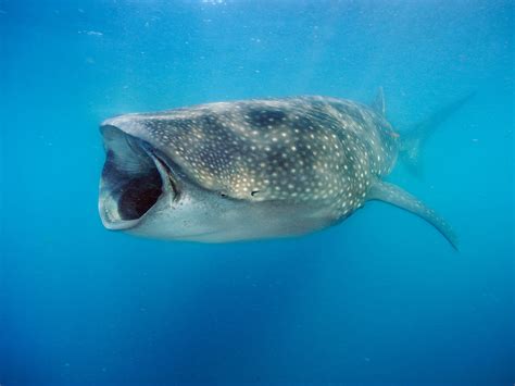Pictures Of Sharks Eating Fish