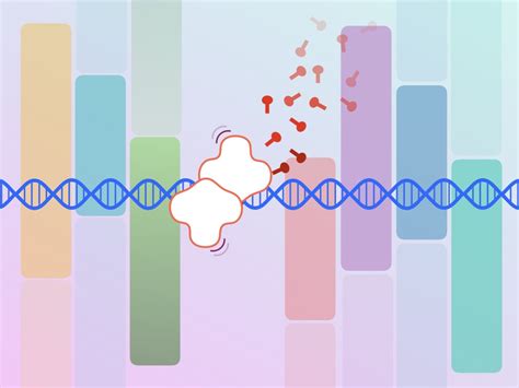 Image result for DNA Formation Process
