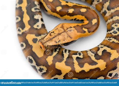 Image result for Wild Python Tail