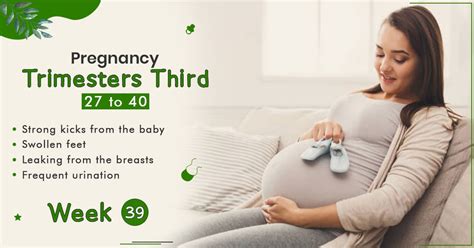 Pregnancy Trimester 3 week 39- StarAndDaisy