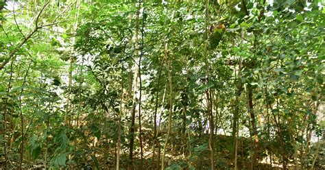 Mumbai Gets Its First Miyawaki Forest