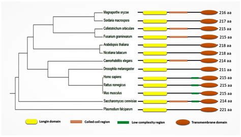 Diverse Role of SNARE Protein Sec22 in Vesicle Trafficking, Membrane ...