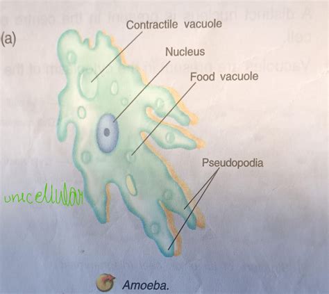 Name any one unicellular and multicellular organism. Support your ...