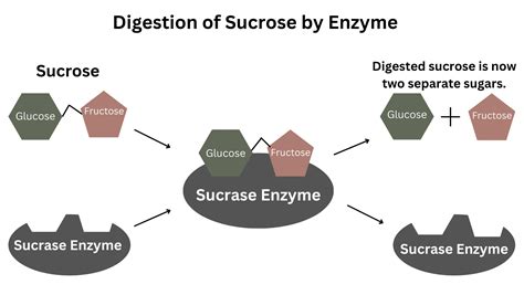 Image result for Sucrose Intolerance Test