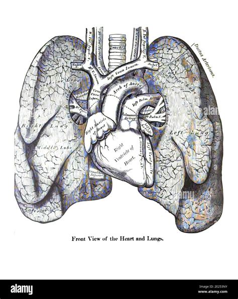 Heart And Lungs Anatomy