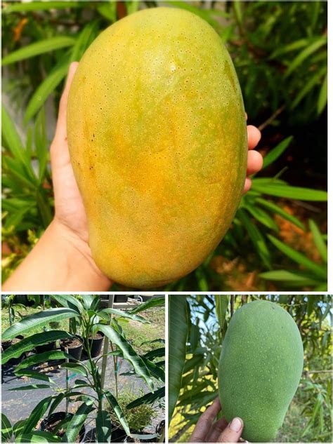 Native Earth Mallika Mango Grafted Plant - All Season Hybrid Live Fruit ...