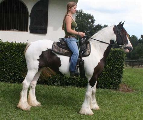gypsyVanner