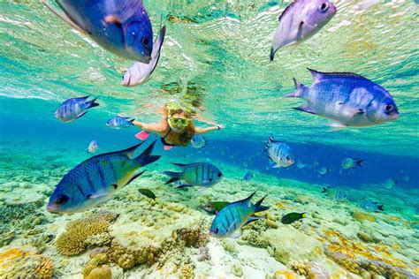 Small Group Snorkeling, Sharks & Rays Encounter At Punta Cana