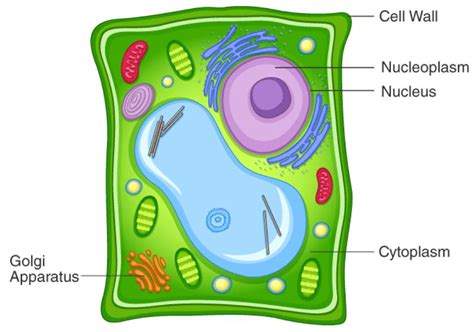 SATHEE: The Fundamental Unit of Life