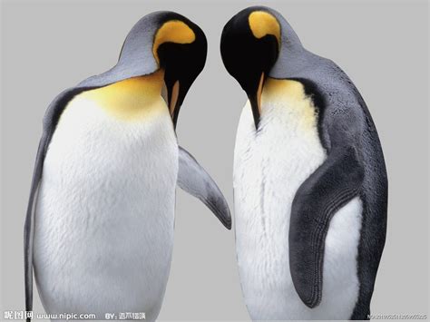 南极梦寻（24）企鹅究竟有多美 - 湘江副刊 - 湖南在线 - 华声在线