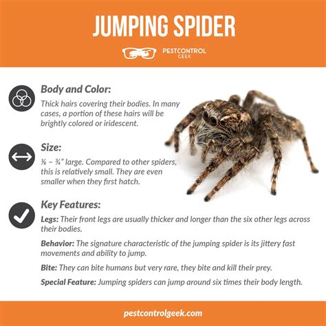 Do Jumping Spiders Bite? - Pest Control Gurus