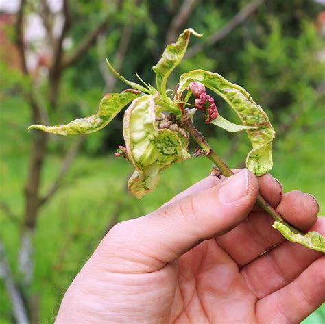 How Do Plant Leaves Curl at Jamie Gibb blog